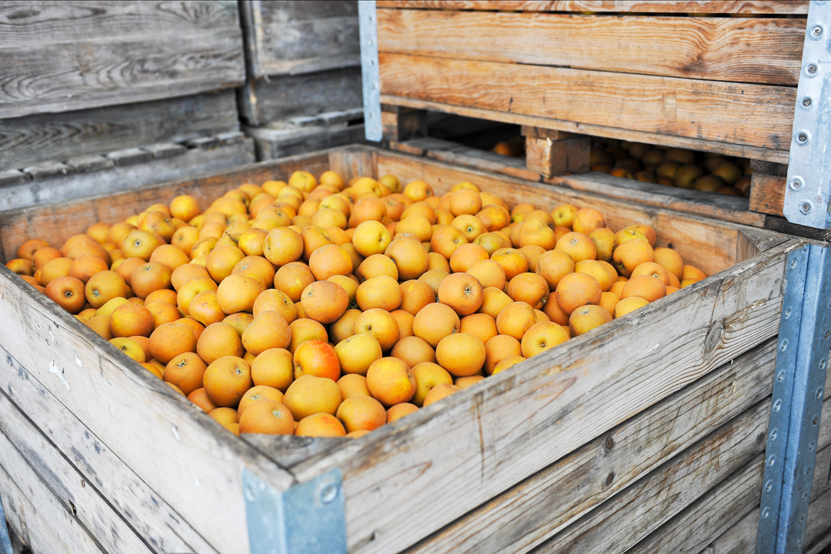 Charrington's Drinks Russet Apples