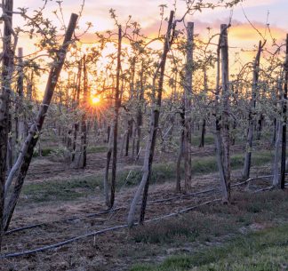 Sunrise over the farm